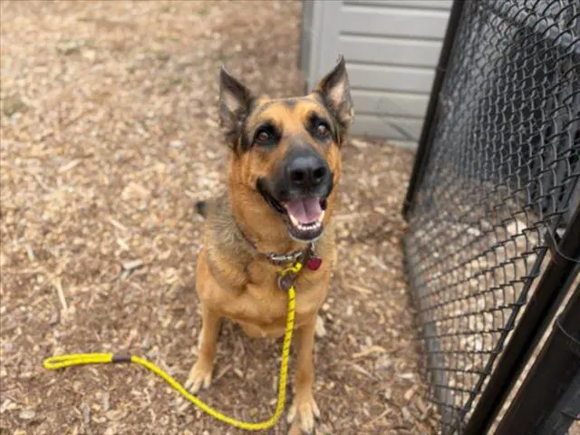 Rusty - German Shepherd Dog