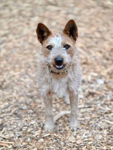 Moana - Queensland Heeler