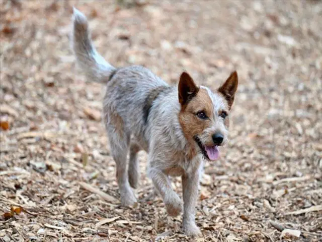 Baru - Queensland Heeler