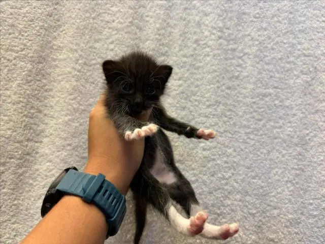Los Frijoles - Domestic Short Hair