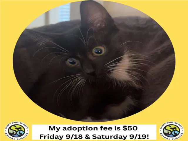 Los Frijoles - Domestic Short Hair