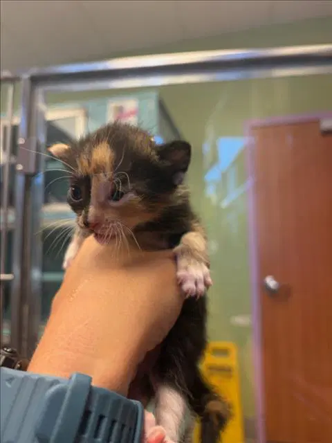 Soy - Domestic Short Hair