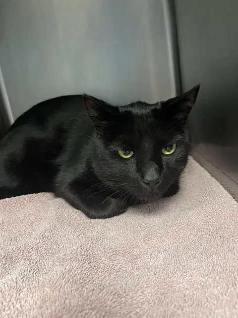 Pickle - Domestic Short Hair