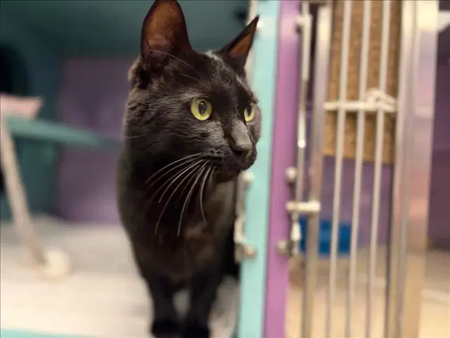 Pickle - Domestic Short Hair