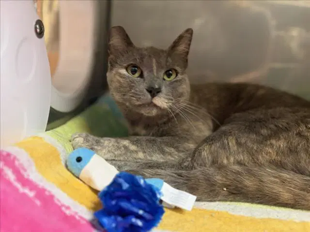 Moxie - Domestic Short Hair