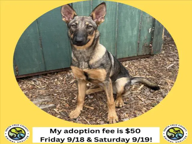 Eden - Belgian Shepherd Malinois