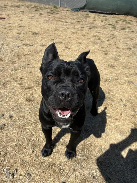 Sharon - French Bulldog