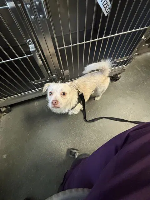 Dumpling - Terrier