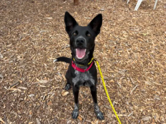 Socks - Belgian Shepherd Malinois
