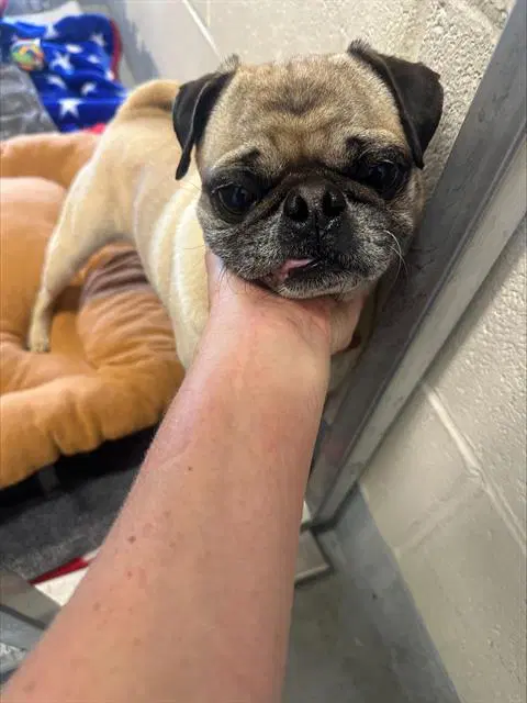 Boy - Pug