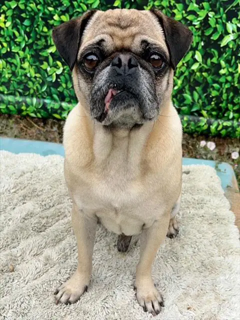 Boy - Pug