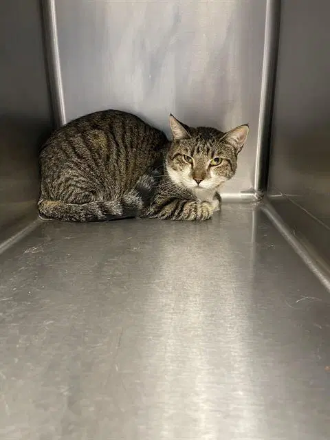Toby - Domestic Short Hair