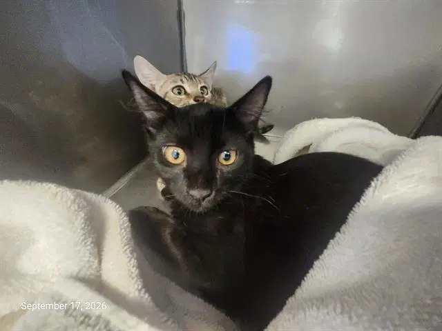 Gizmo - Domestic Short Hair