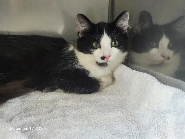 Indigo - Domestic Medium Hair