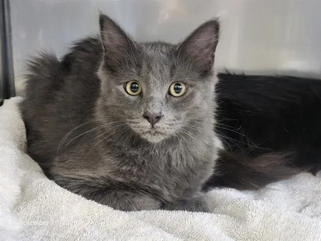 Cinder - Domestic Medium Hair