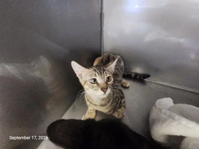 Zoe - Domestic Short Hair