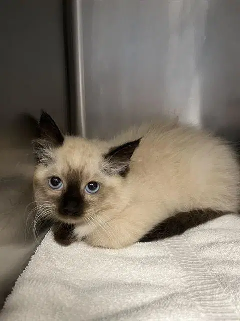 Pearl - Siamese
