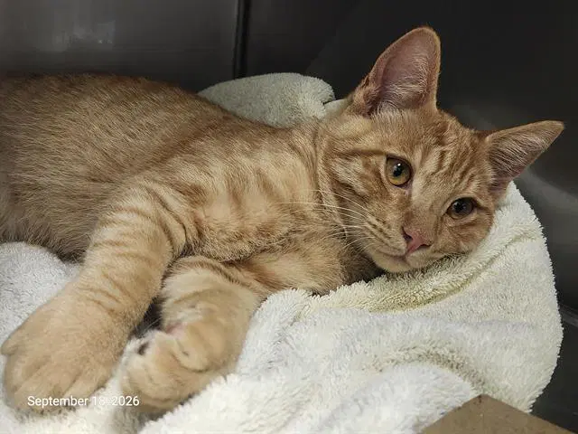 Creamsicle - Domestic Short Hair