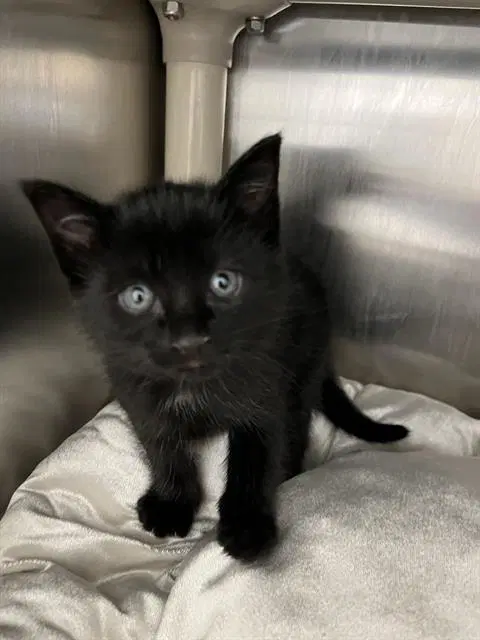 Winnie - Domestic Short Hair