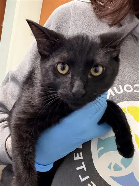 Unknown - Domestic Short Hair