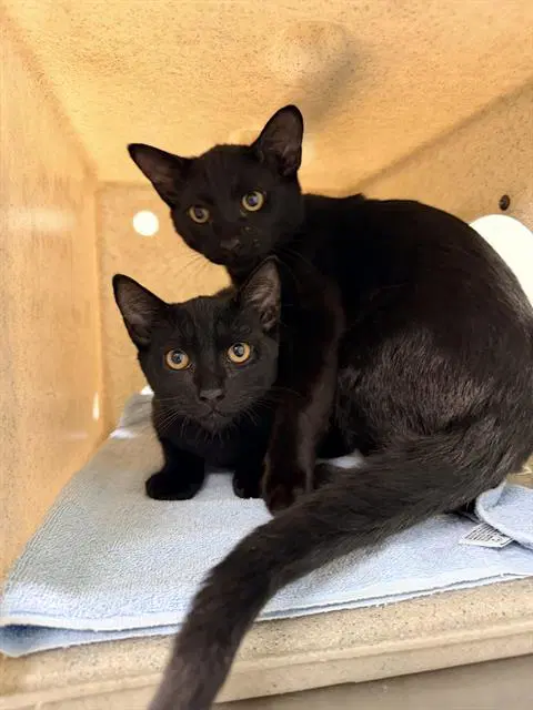 Unknown - Domestic Short Hair