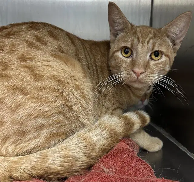 Jeeves - Domestic Short Hair