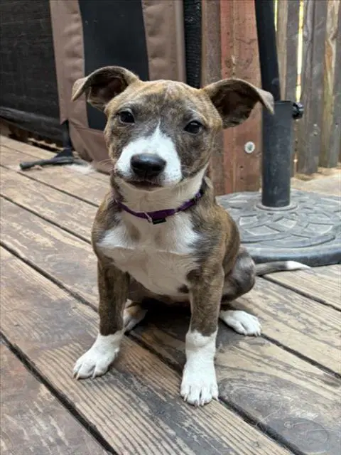 Krystal - Pit Bull Terrier