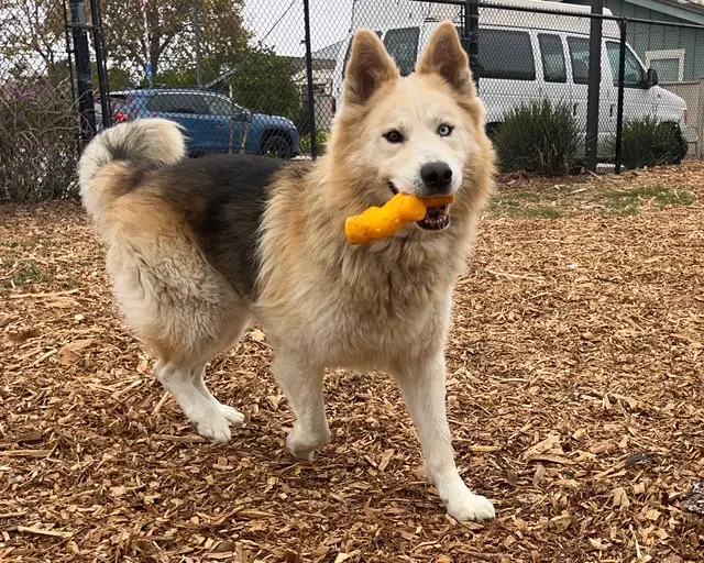 Dante - Alaskan Malamute