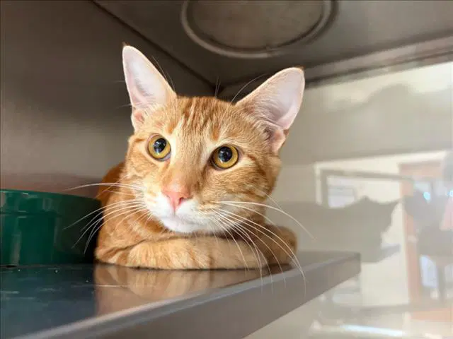 Princely - Domestic Short Hair