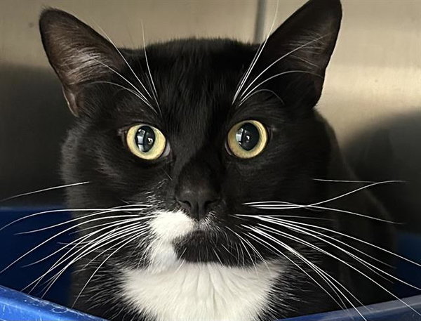 MILO