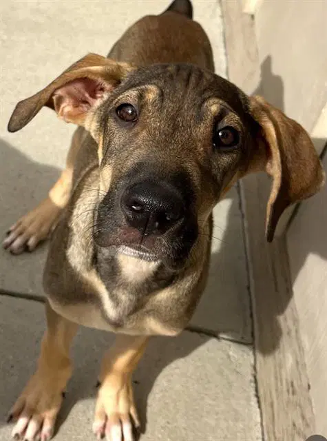 Catan - Rhodesian Ridgeback