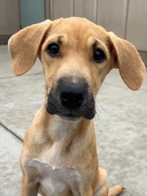 Sequence - Rhodesian Ridgeback