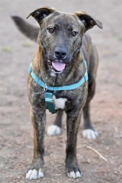 Leon - Pit Bull Terrier