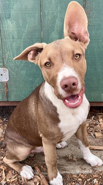 ROO