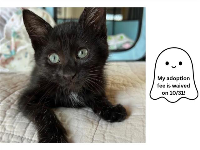 NEUTRON*