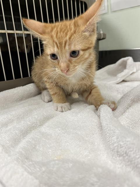Honey*, Domestic Short Hair