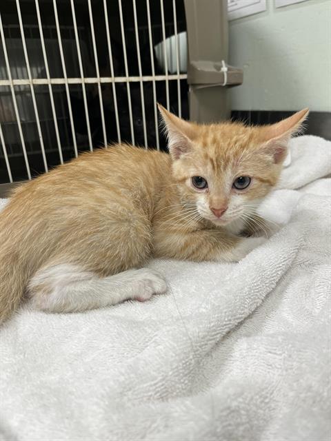 Mae*, Domestic Short Hair