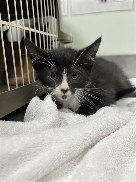 Diamond*, Domestic Short Hair