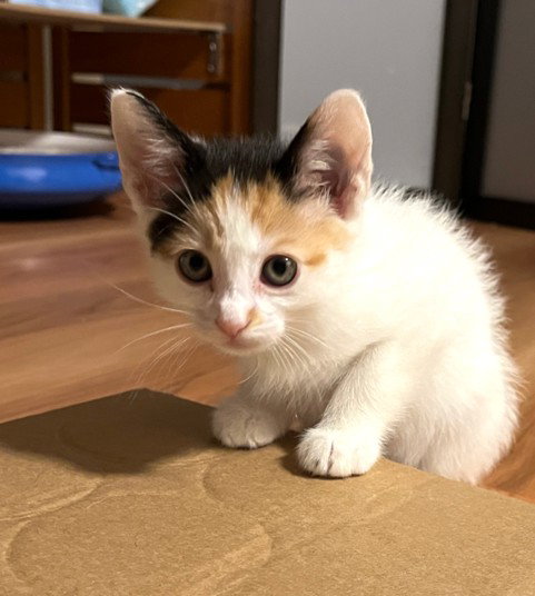 Meringue*, Domestic Short Hair