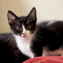 Miles*, Domestic Short Hair