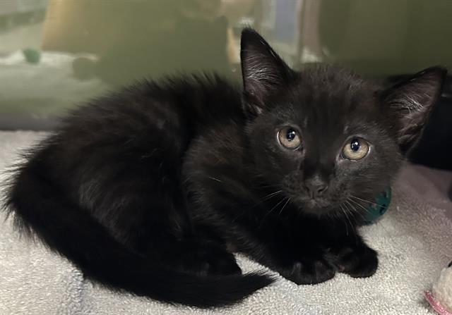 Jack, Domestic Short Hair