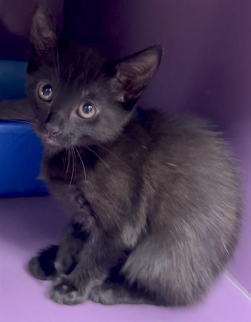 Sally, Domestic Short Hair