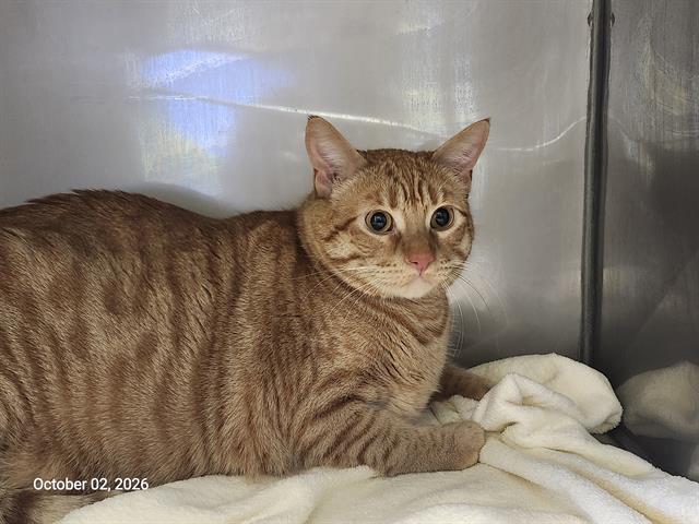 Garfield, Domestic Short Hair