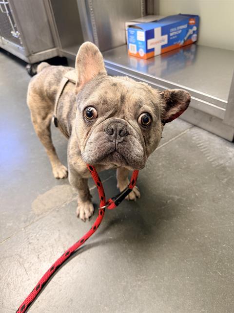 Jake From State Farm*, French Bulldog