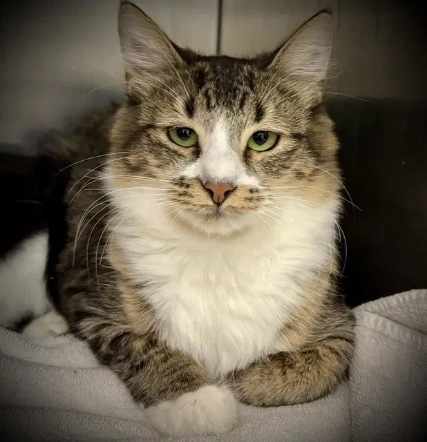 Moira - Domestic Short Hair