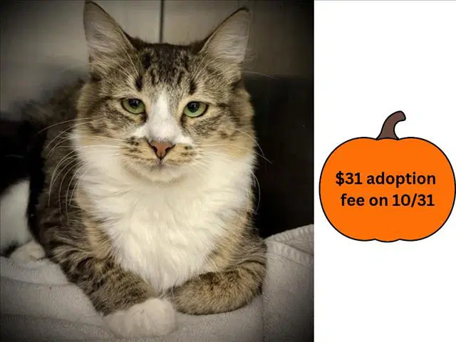 Moira - Domestic Short Hair