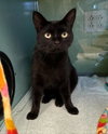 BEEGEE — Santa Cruz, CA Adoption