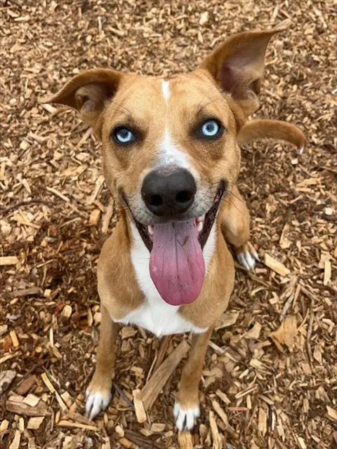 Scooby - Catahoula Leopard Dog