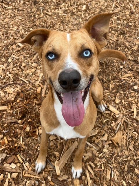 Scooby
