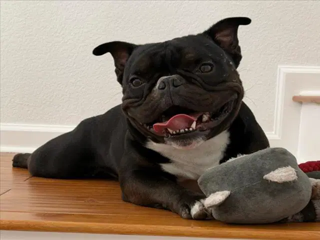 Draco - French Bulldog
